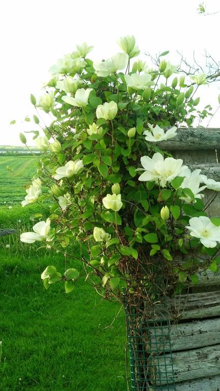 Lovely Green Gable Home Miscouche Extérieur photo